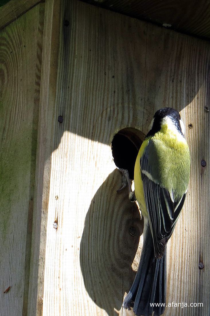 een koolmees inspecteert de nestkast