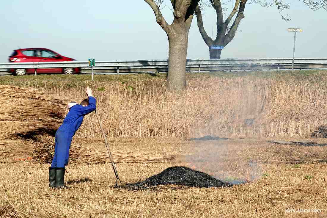 de jonge rietsnijder wacht geduldig tot het vuurtje dooft