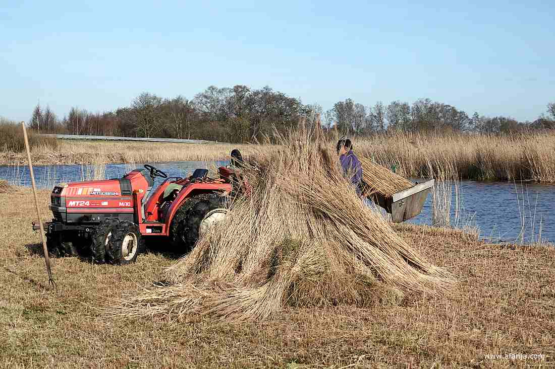 rietsnijder Klaas Jan staat achter een schoof van bosjes riet te werken