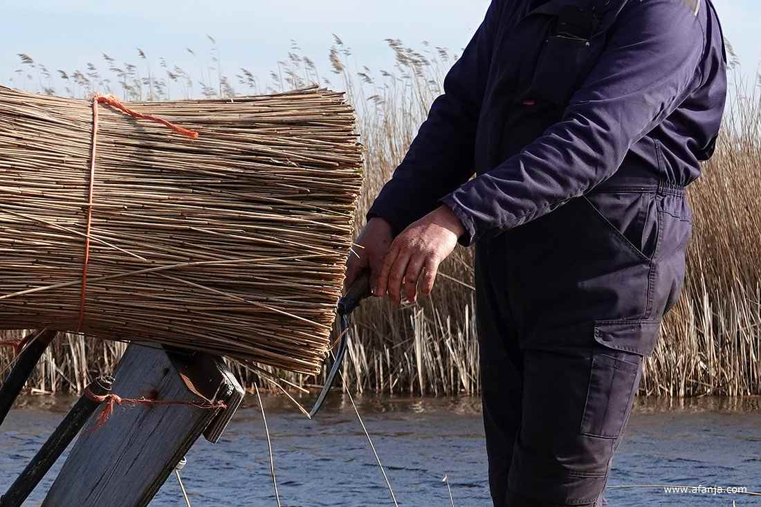 kijk, die twee sprieten steken er duidelijk nog uit