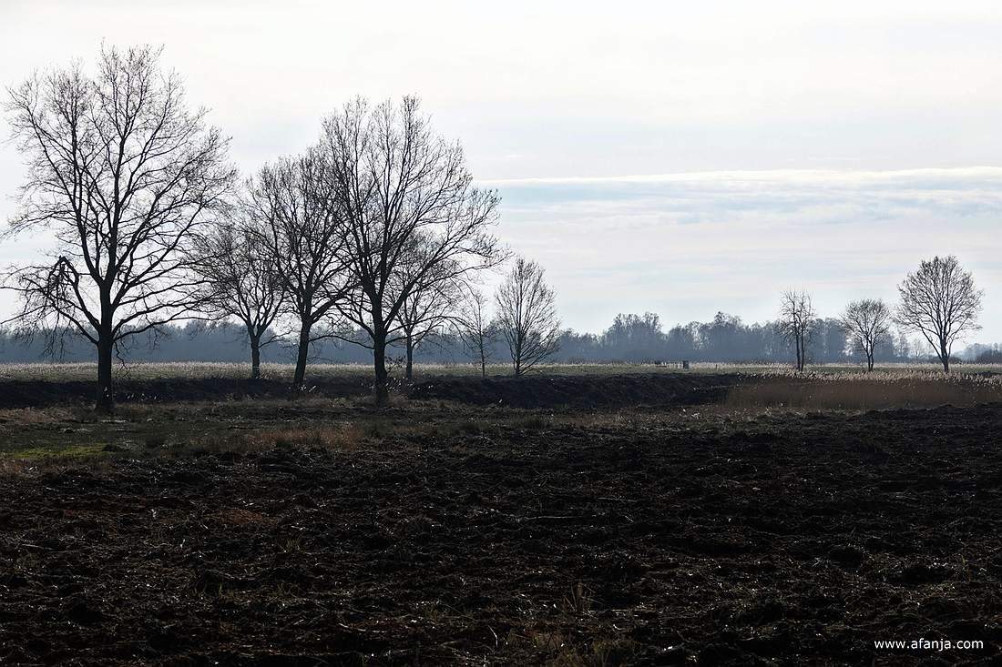 in de verte is rietland te zien, op de voorgrond is grond weggegraven