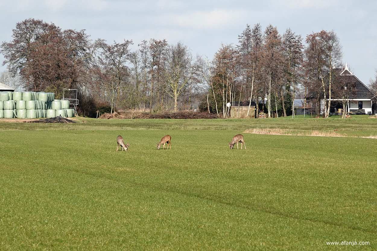 er lopen drie reeën grazend in een zonnig weiland