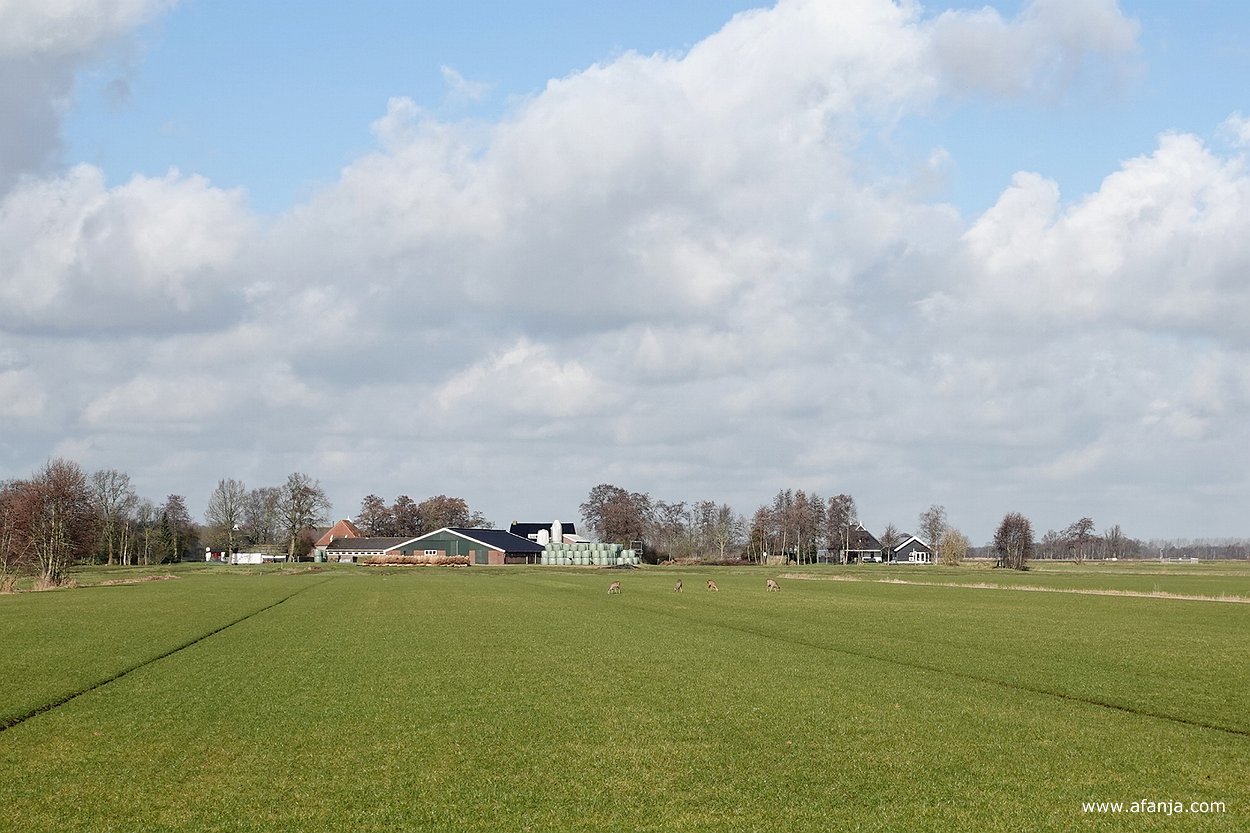 in de verte lopen vier reeën grazend in een zonnig weiland