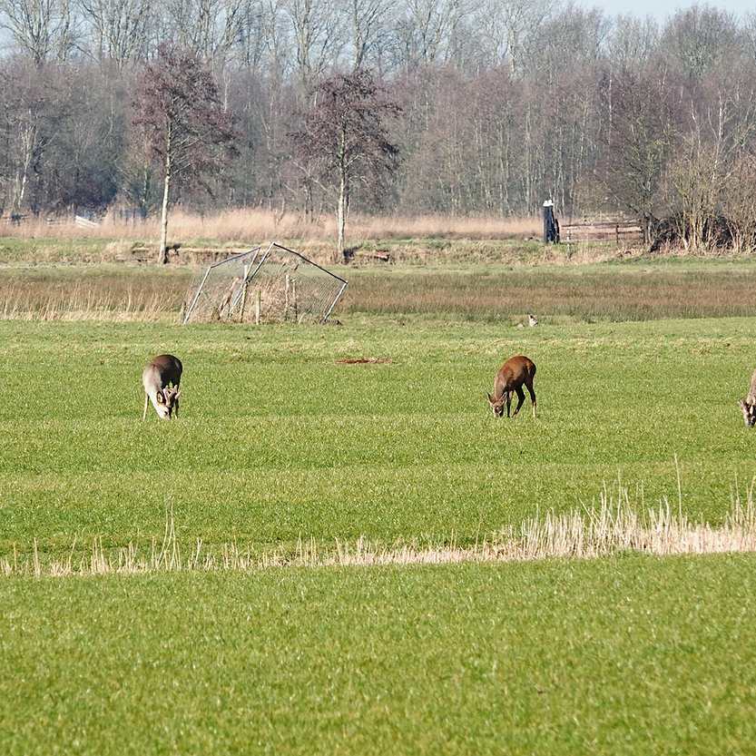 er lopen vier reeën grazend in een zonnig weiland