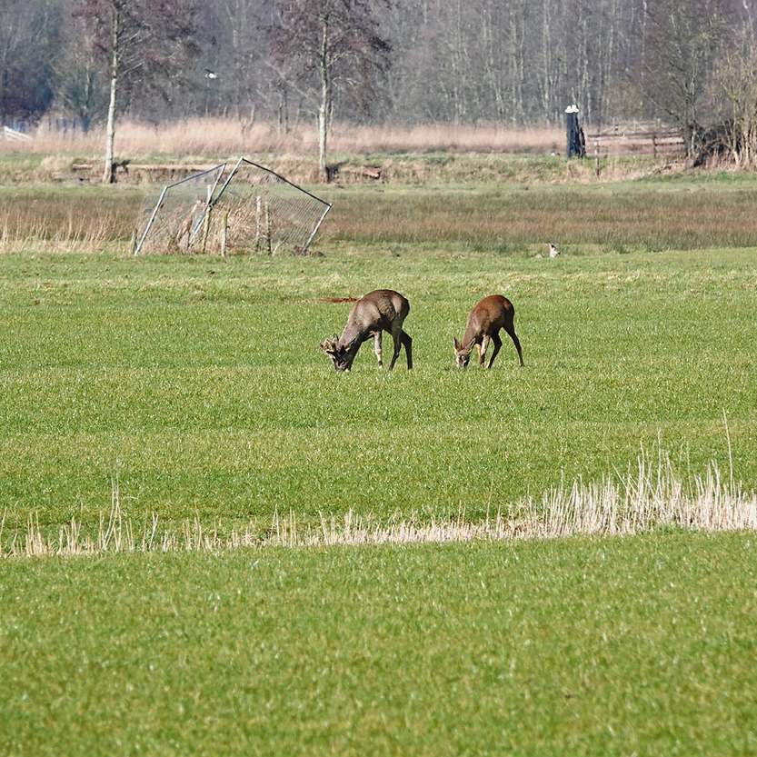 er lopen drie reeën grazend in een zonnig weiland
