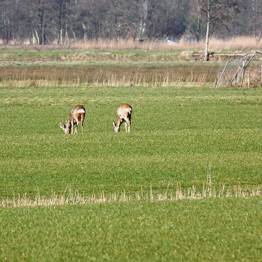 er lopen drie reeën grazend in een zonnig weiland