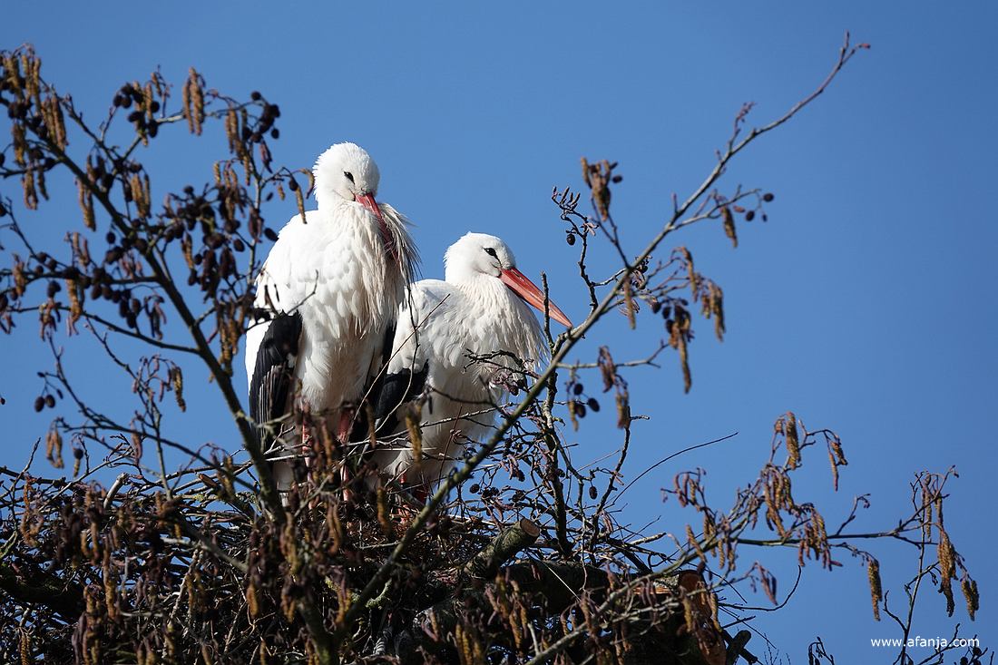 twee ooievaars staan samen op hun nest