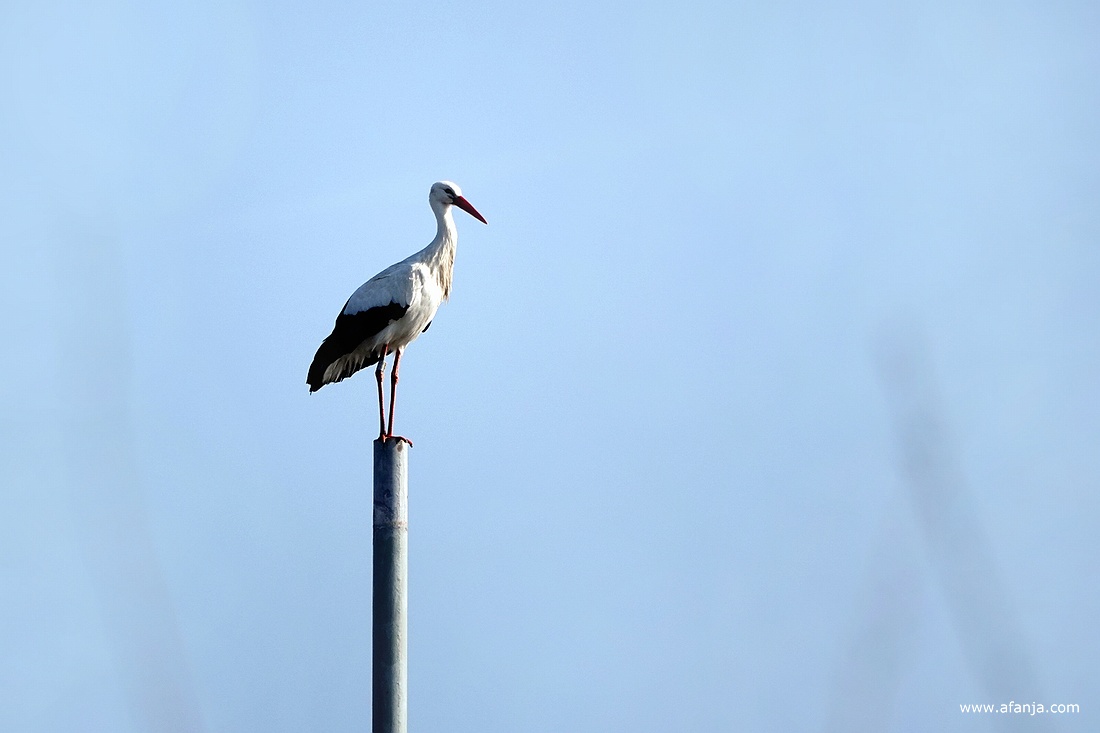 een ooievaars staat eenzaam op een hoge paal van metaal