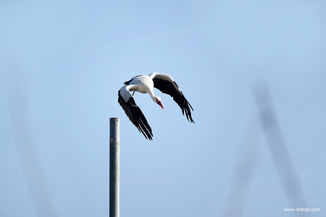 een ooievaars vliegt weg van een hoge paal van metaal