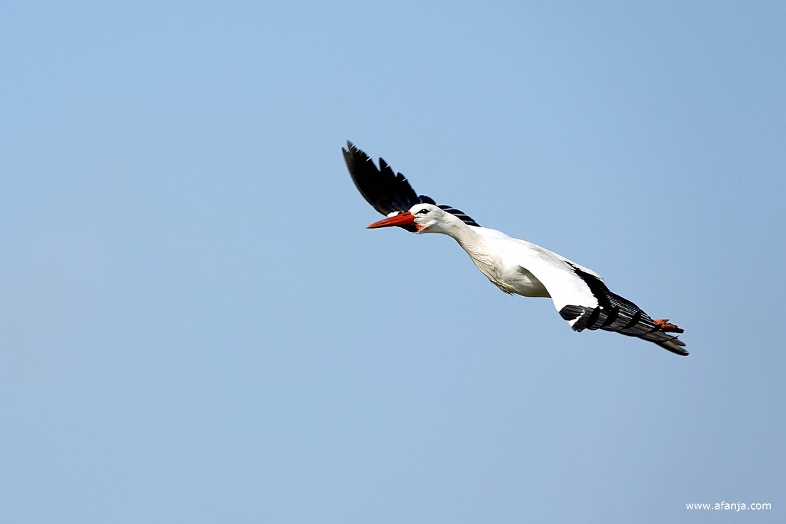een ooievaar in volle vlucht