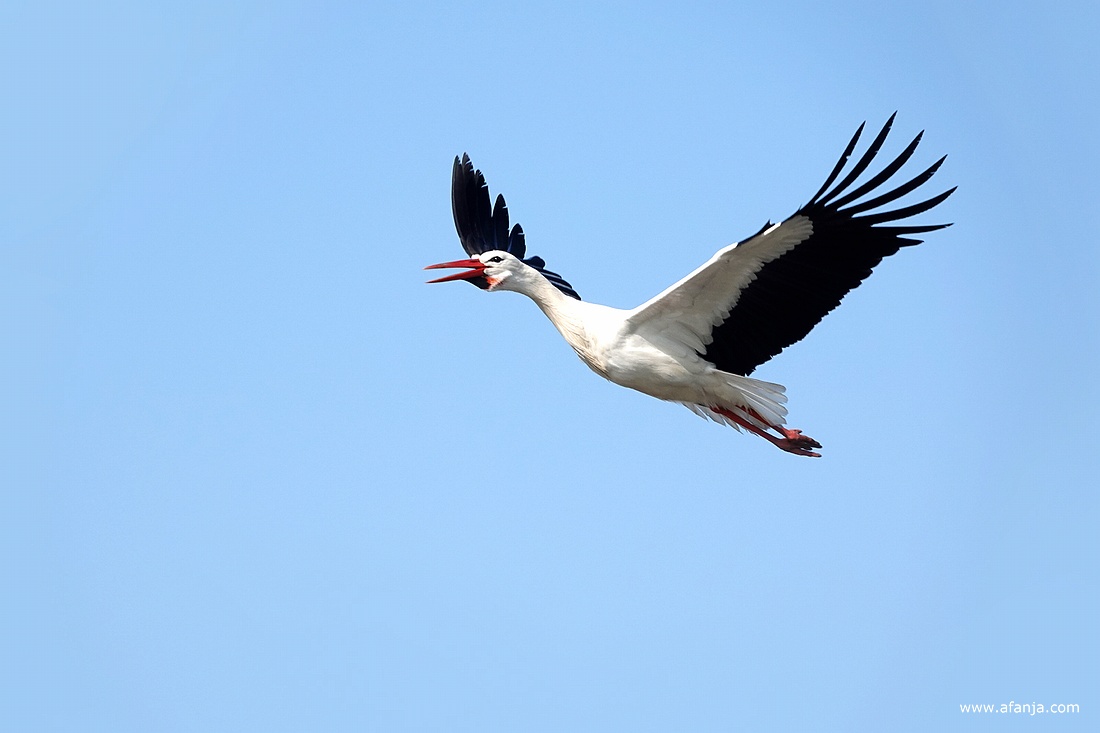 een ooievaar in volle vlucht