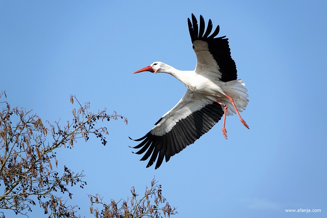 een ooievaar maakt zich op voor de landing