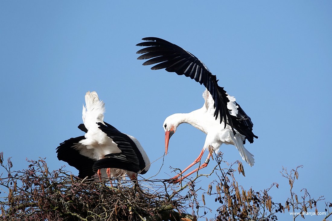 een ooievaar landt bij zijn partner op het nest