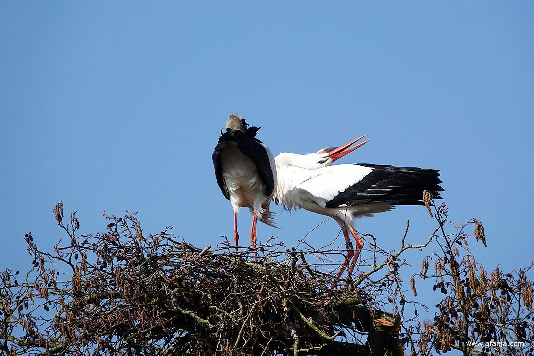 na de landing staan ze luidkeels samen te klepperen
