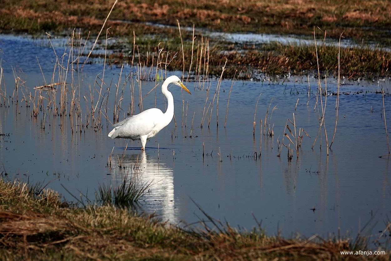 een grote zilverreiger is aan het vissen