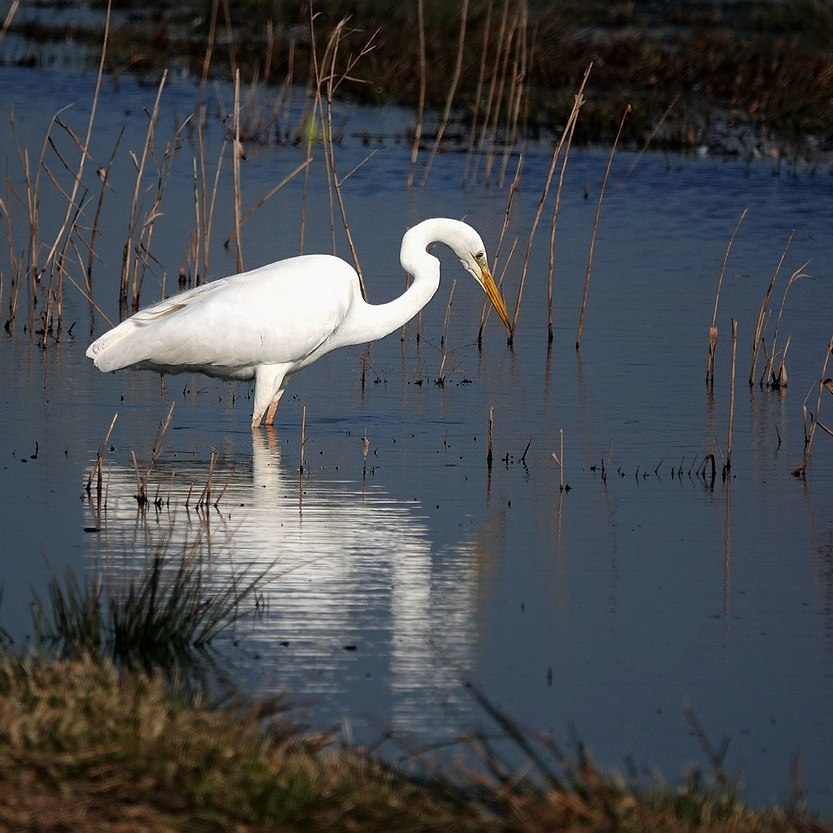 een grote zilverreiger is aan het vissen