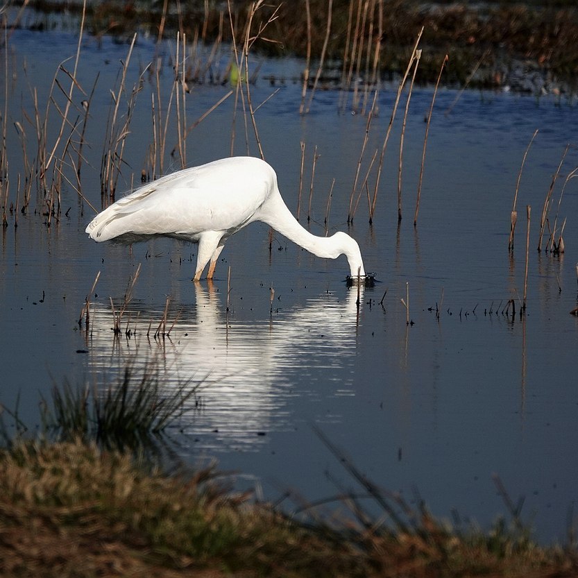 een grote zilverreiger is aan het vissen