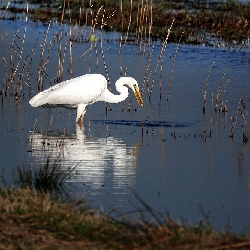 een grote zilverreiger is aan het vissen