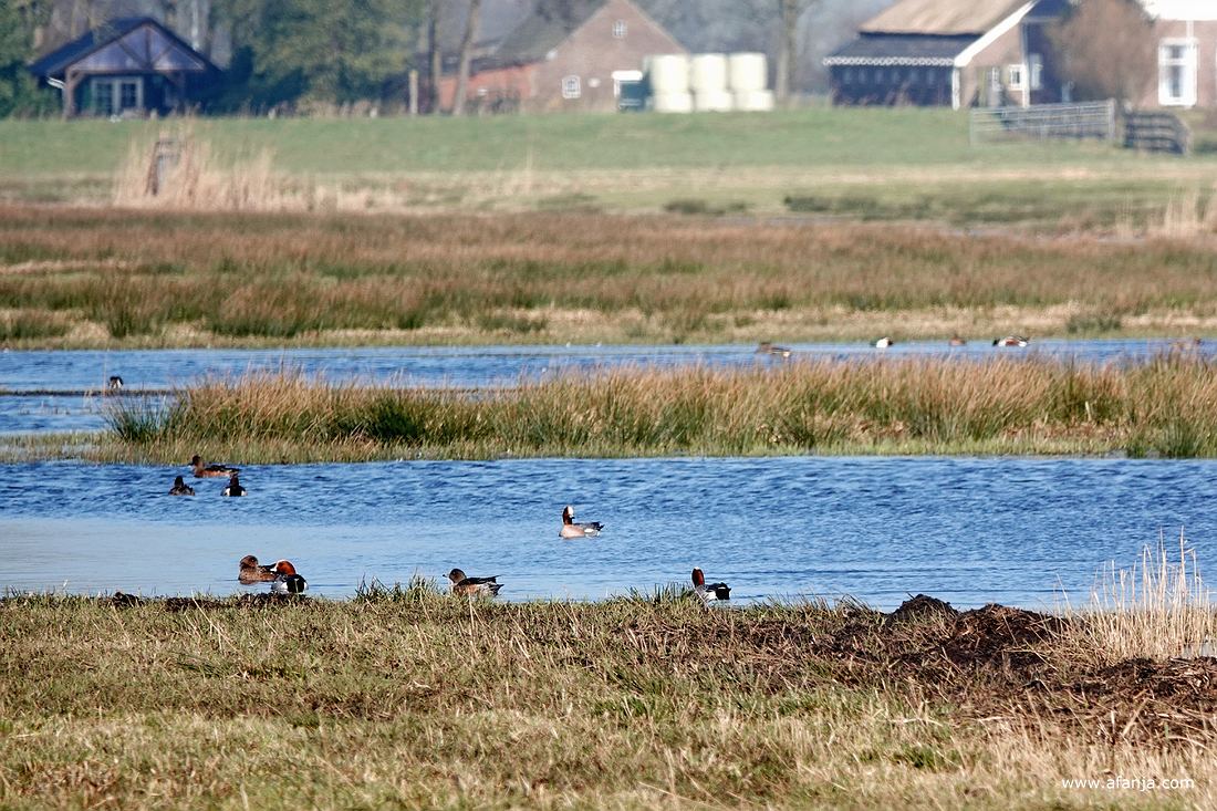 smienten in de Surhuizumermieden