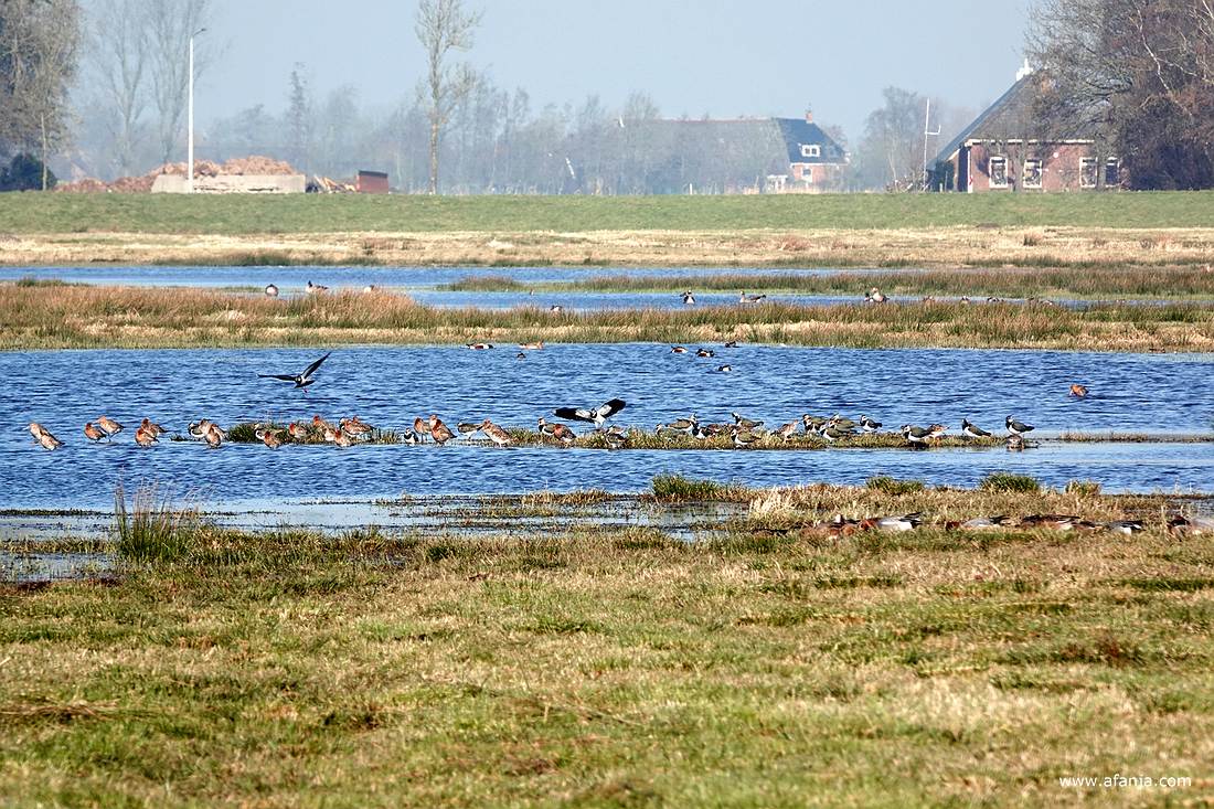 grutto's en kieviten in de Surhuizumermieden