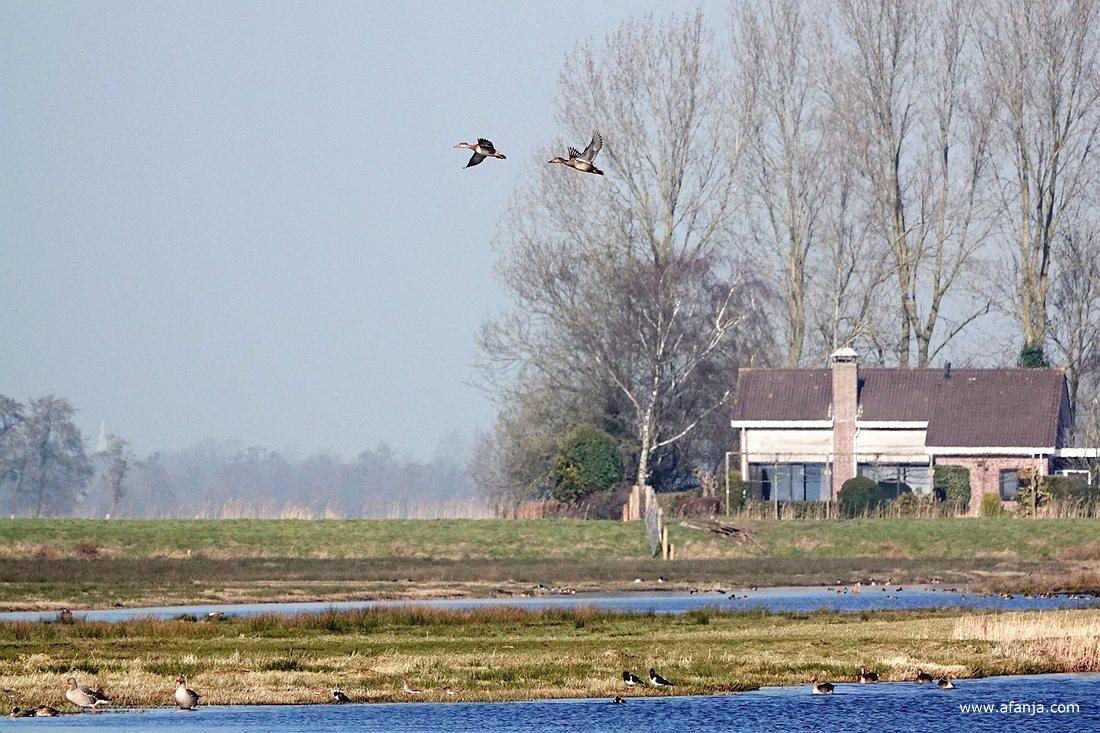 twee krakeenden(?) in de vlucht