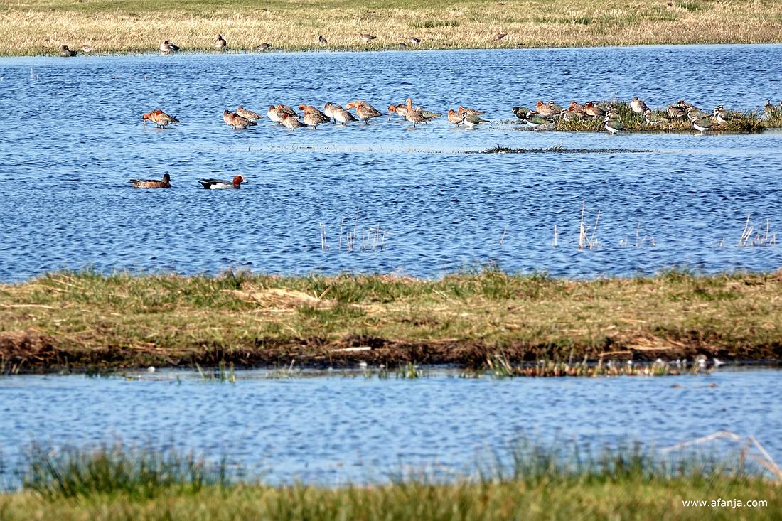 grutto's, kieviten en smienten