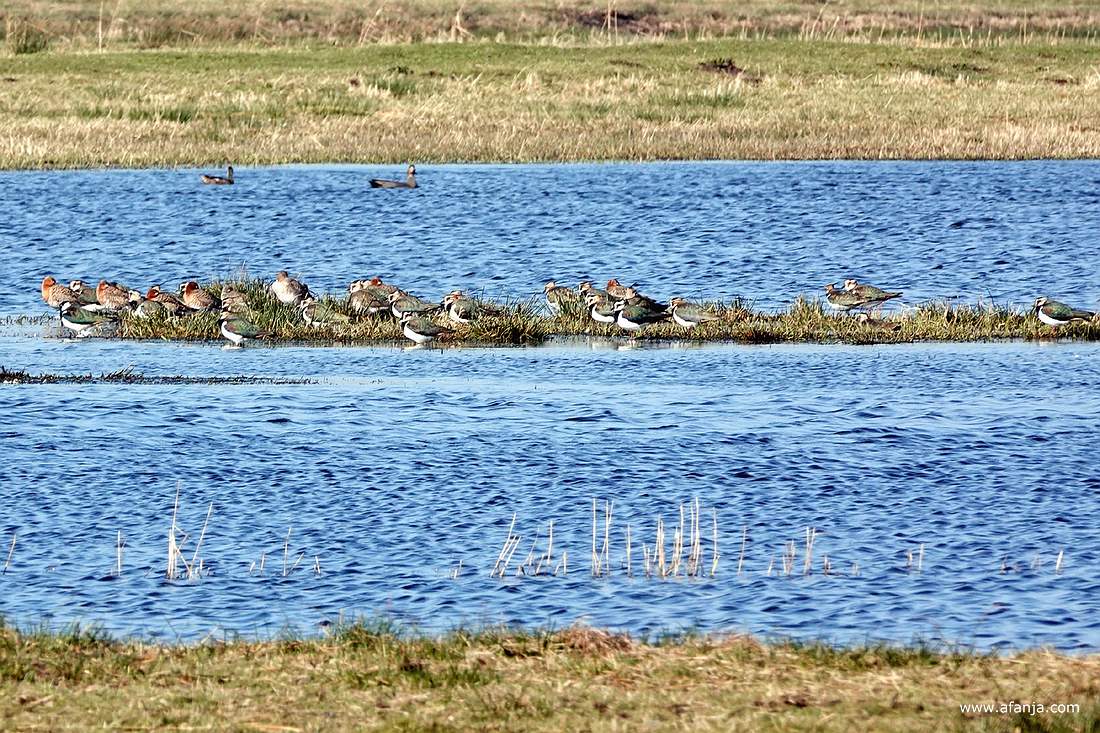 grutto's, kieviten en smienten