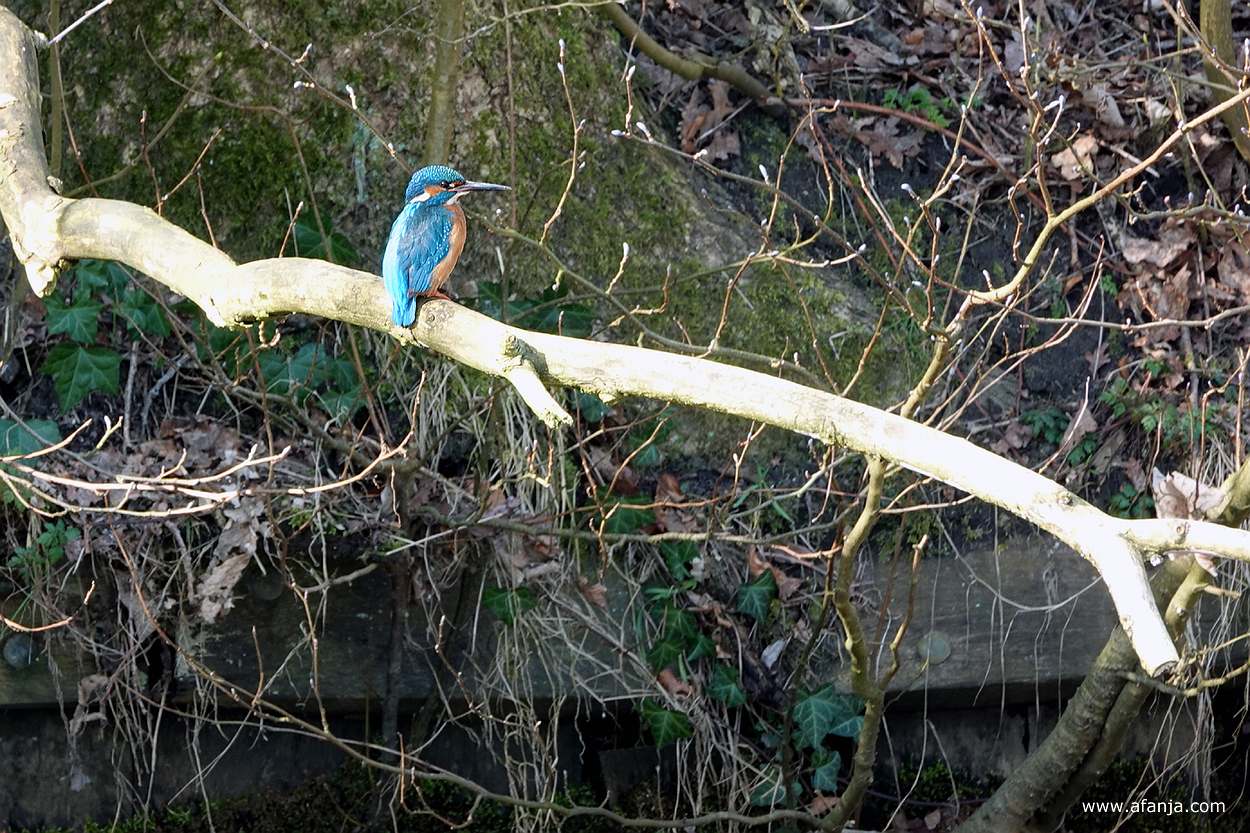een ijsvogel zit op een grote tak in de buurt van het nest