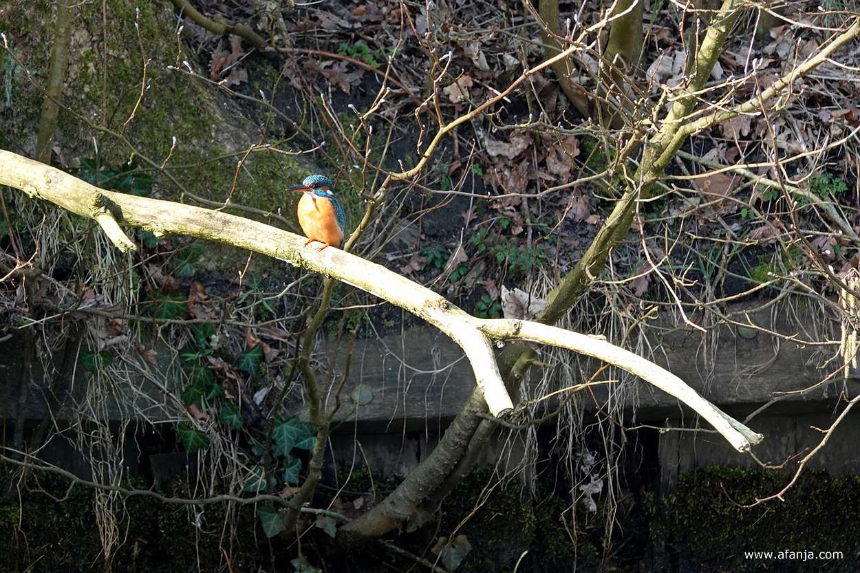 een ijsvogel zit op een grote tak in de buurt van het nest