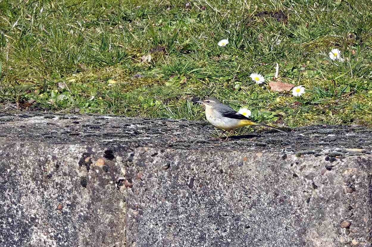 een grote gele kwikstaart op een betonnen rand, op de achtergrond gras en madeliefjes