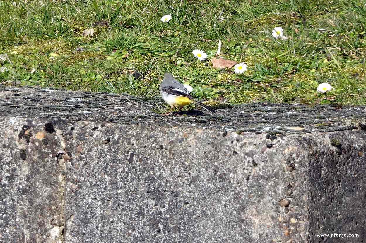 een grote gele kwikstaart op een betonnen rand, op de achtergrond gras en madeliefjes