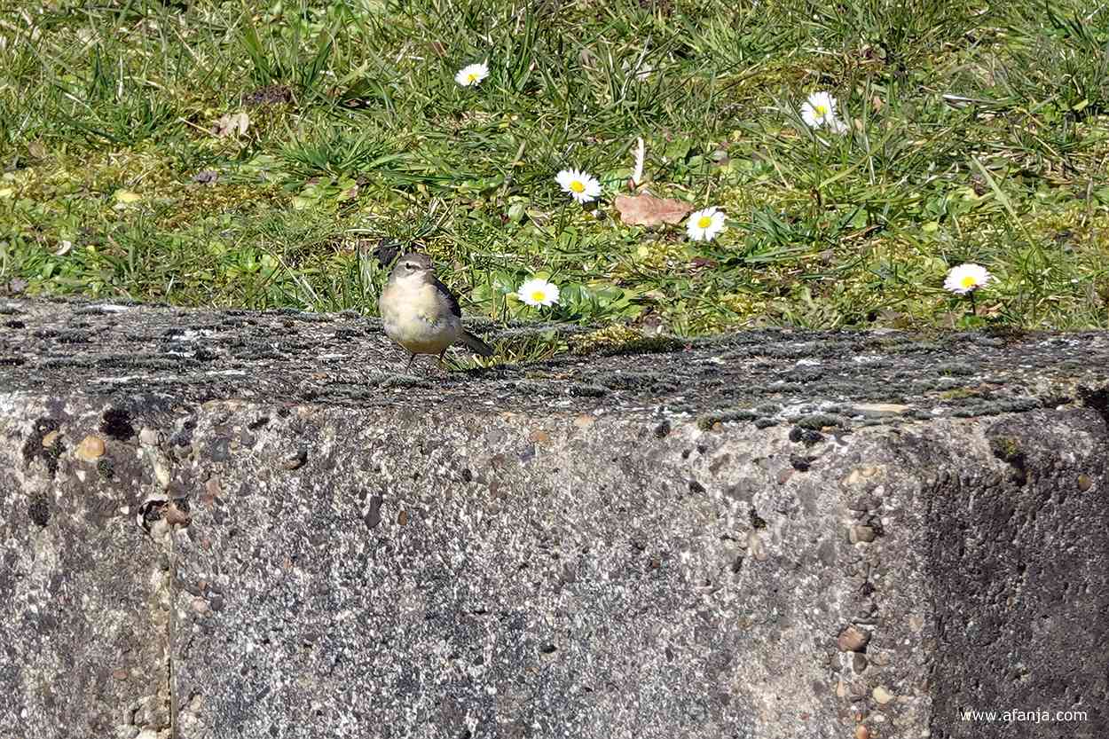 een grote gele kwikstaart op een betonnen rand, op de achtergrond gras en madeliefjes
