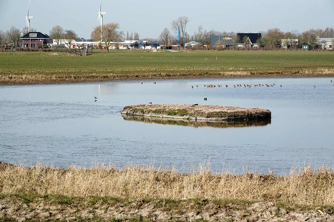 een klein kunstmatig eiland in de plas bij de vogelkijkhut
