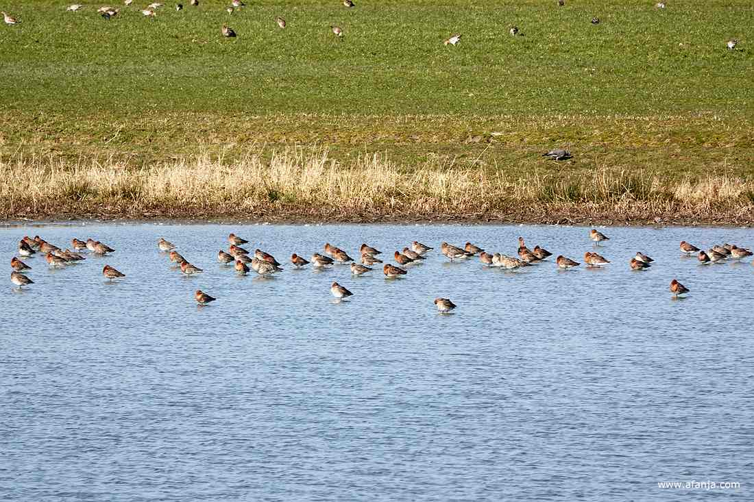een groep grutto's aan de andere kant van de plas