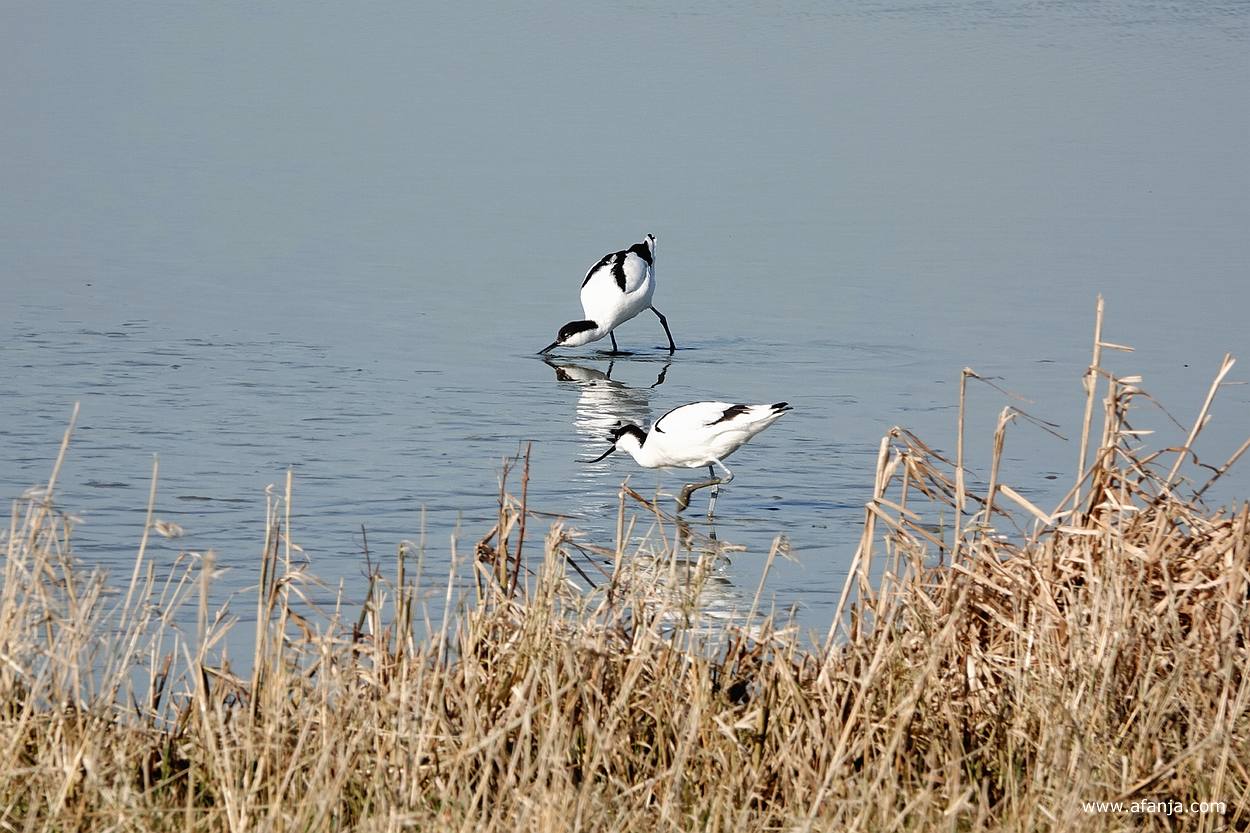 een paar foeragerende kluten lopen achter een rietkraagje door het water