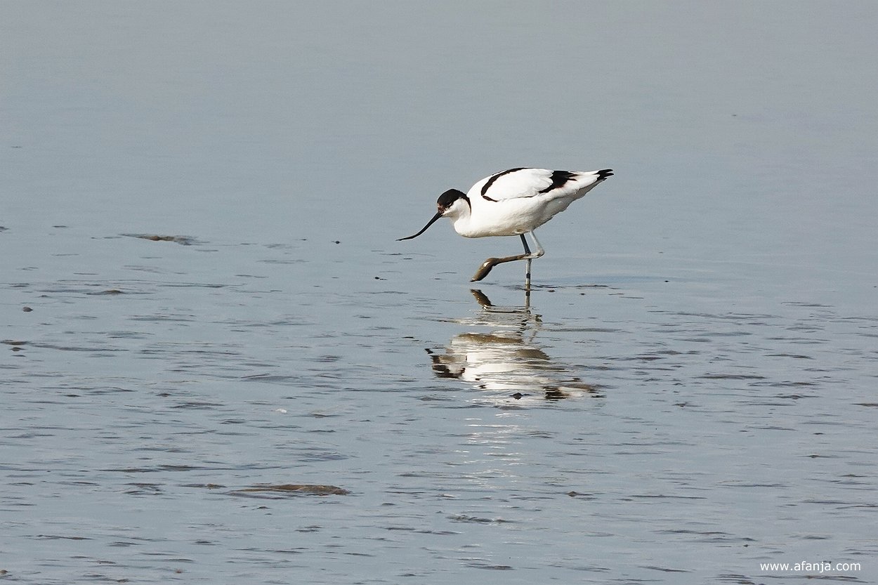 een foeragerend kluut loopt door het slib