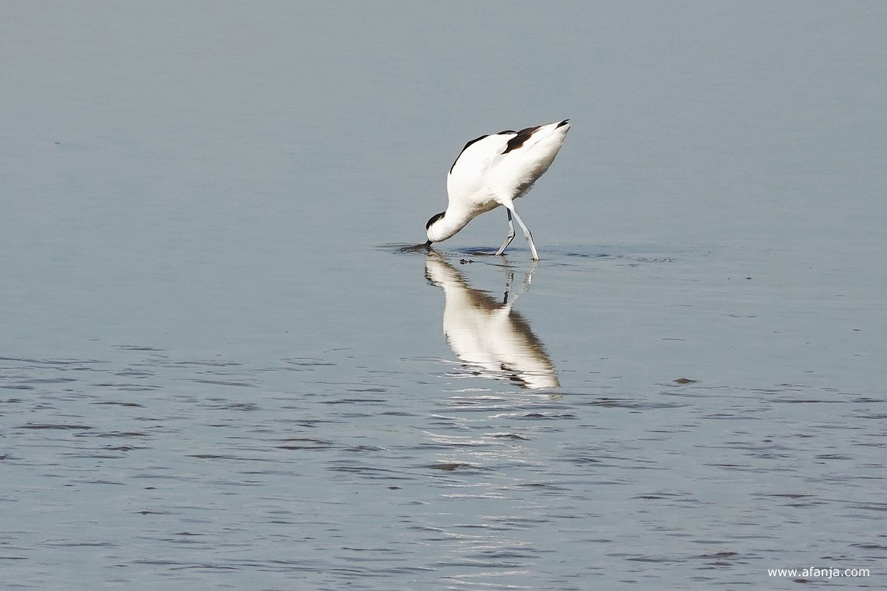 een foeragerend kluut loopt door het water