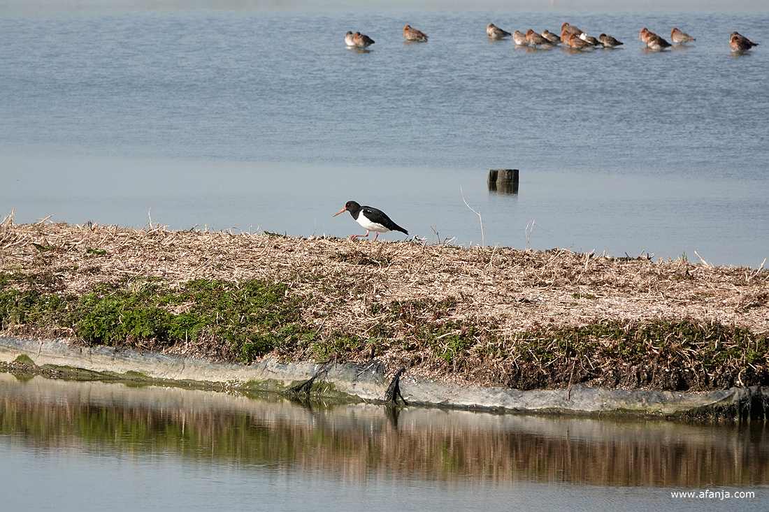 een scholekster met de op de achtergrond wat grutto's