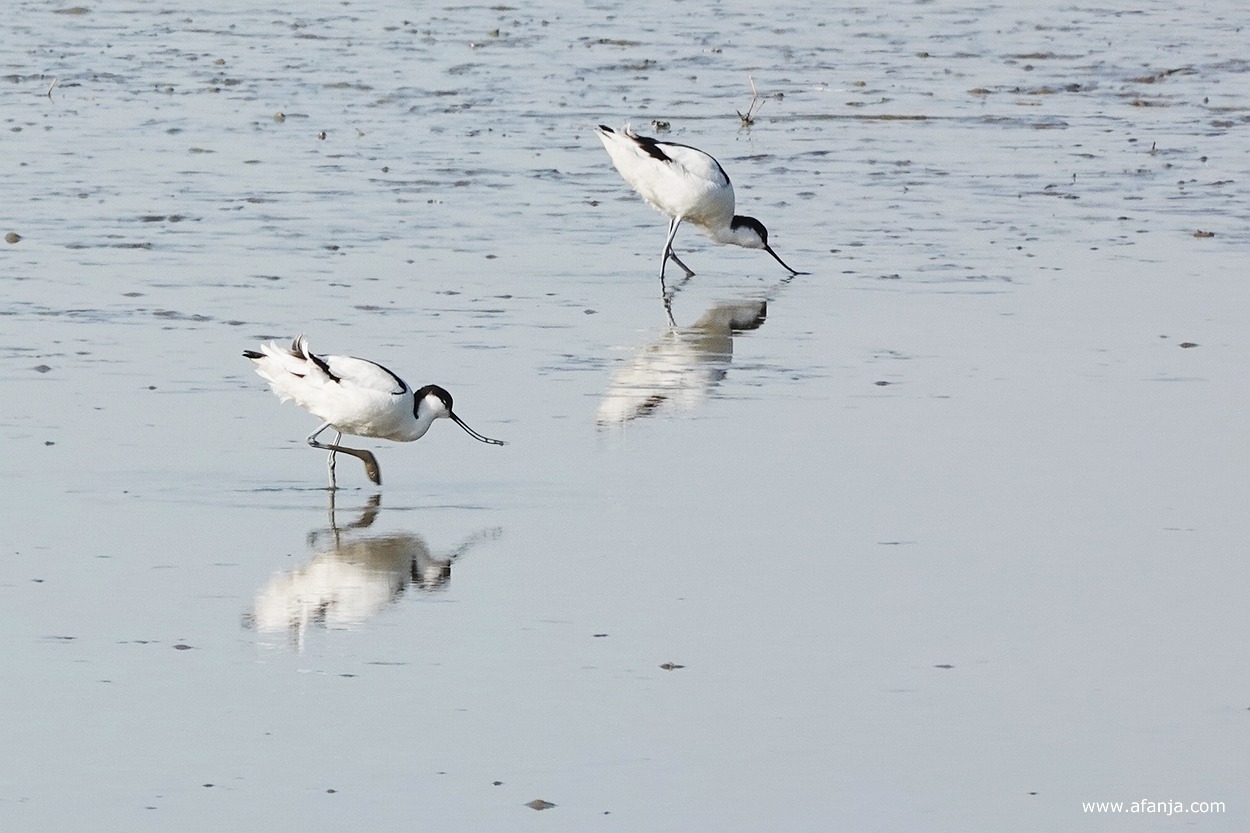 een paar foeragerende kluten lopen door water en slib