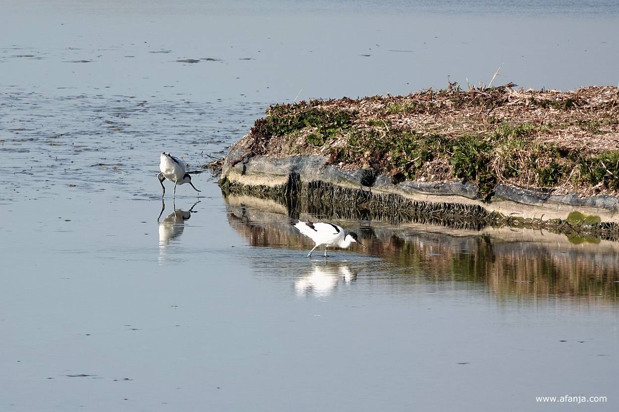 een paar foeragerende kluten lopen door water en slib