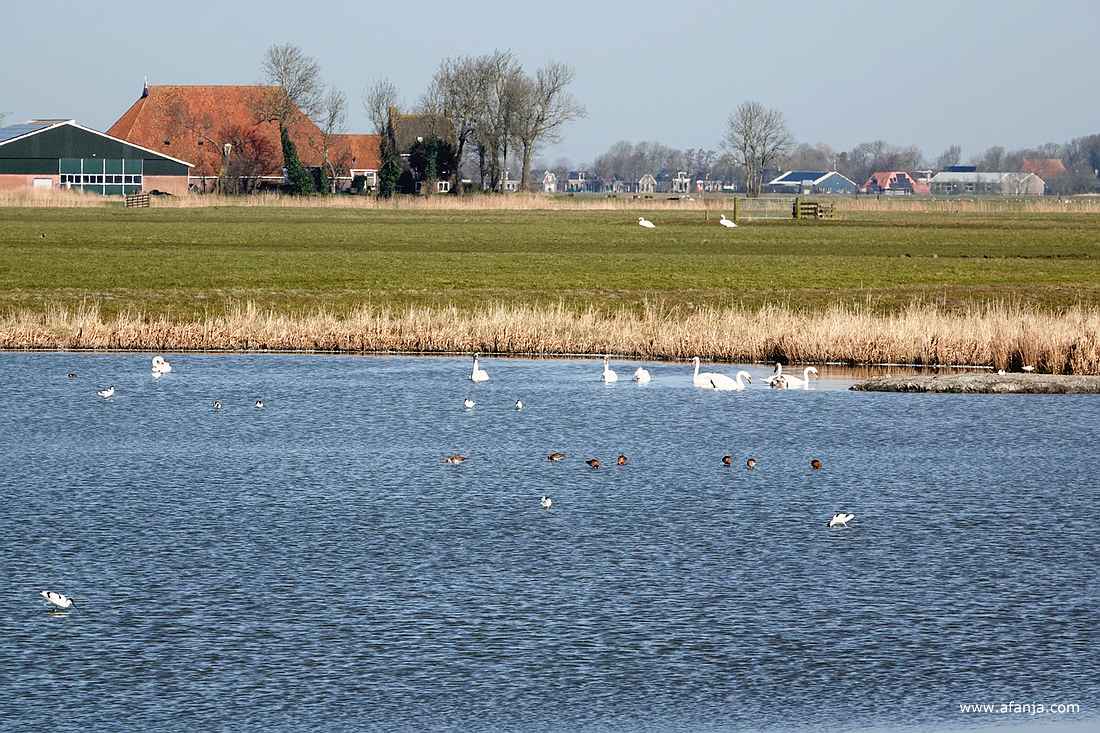 aan de noordkant van de plas dreven verschillende groepjes knobbelzwanen op het water