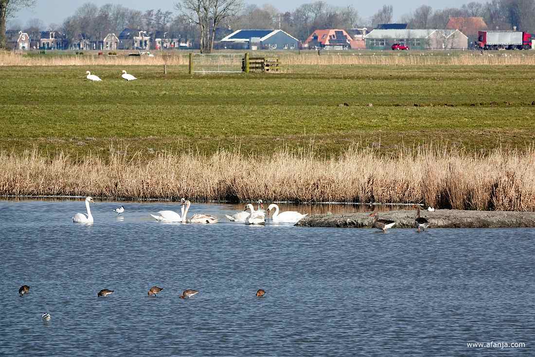 aan de noordkant van de plas dreven verschillende groepjes knobbelzwanen op het water
