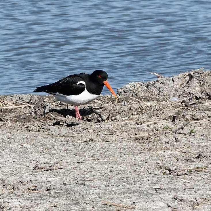een scholekster struint langs de waterkant
