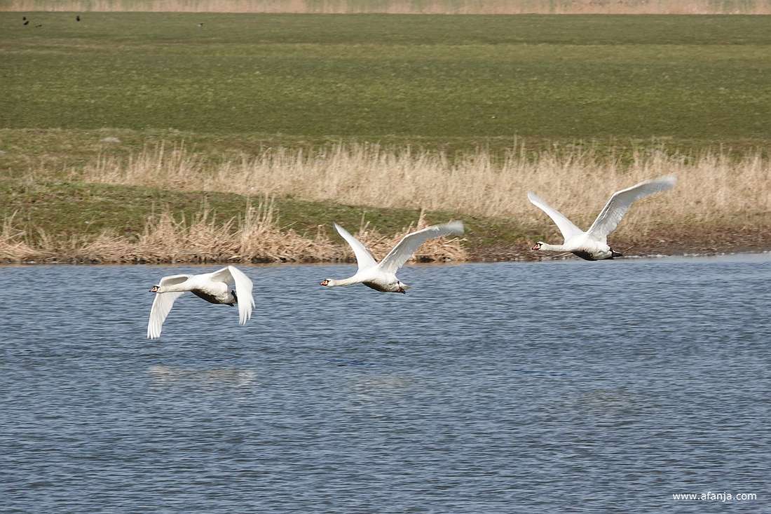 een groepje zwanen was opgestegen en vloog weg richting Wommels