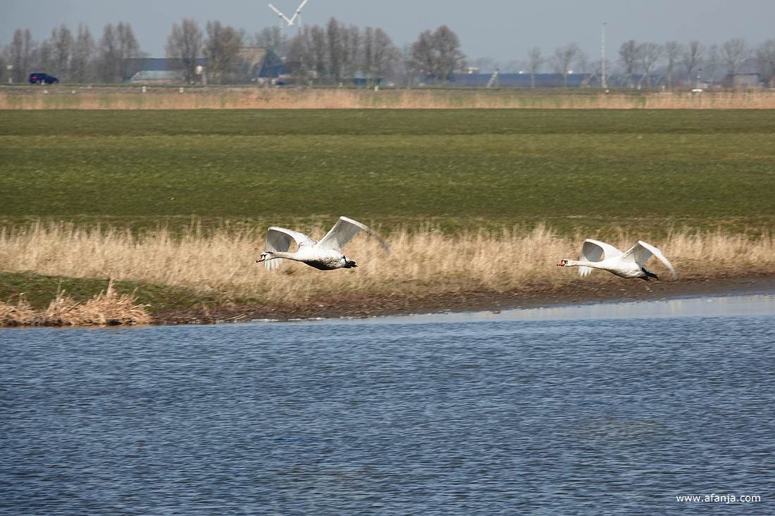 een groepje zwanen was opgestegen en vloog weg richting Wommels