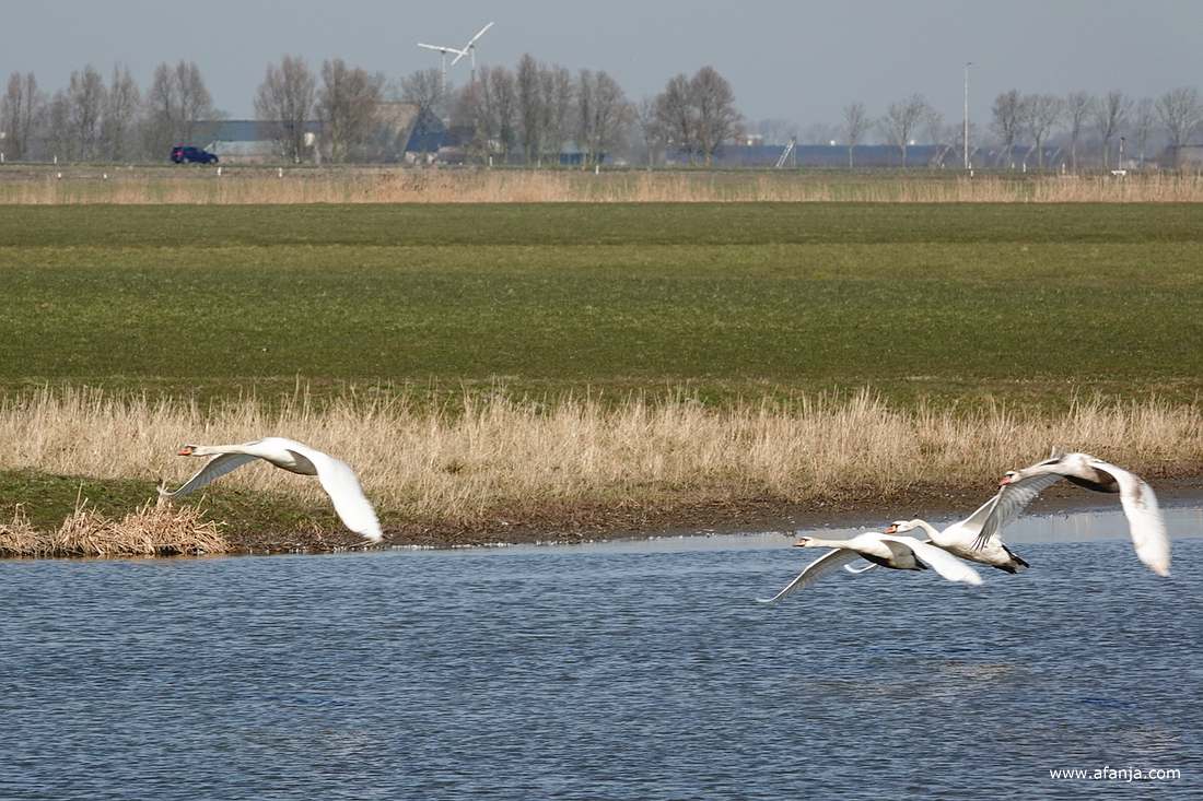 een groepje zwanen was opgestegen en vloog weg richting Wommels