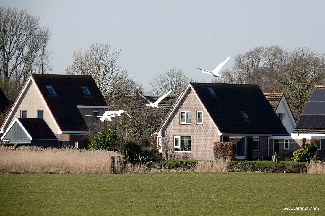 een groepje zwanen was opgestegen en vloog weg richting Wommels