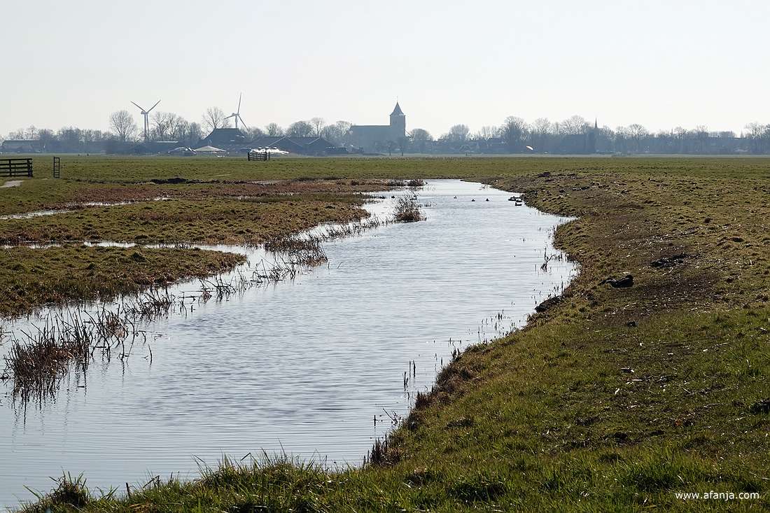een hoge waterstand in de sloten voor de weidevogels