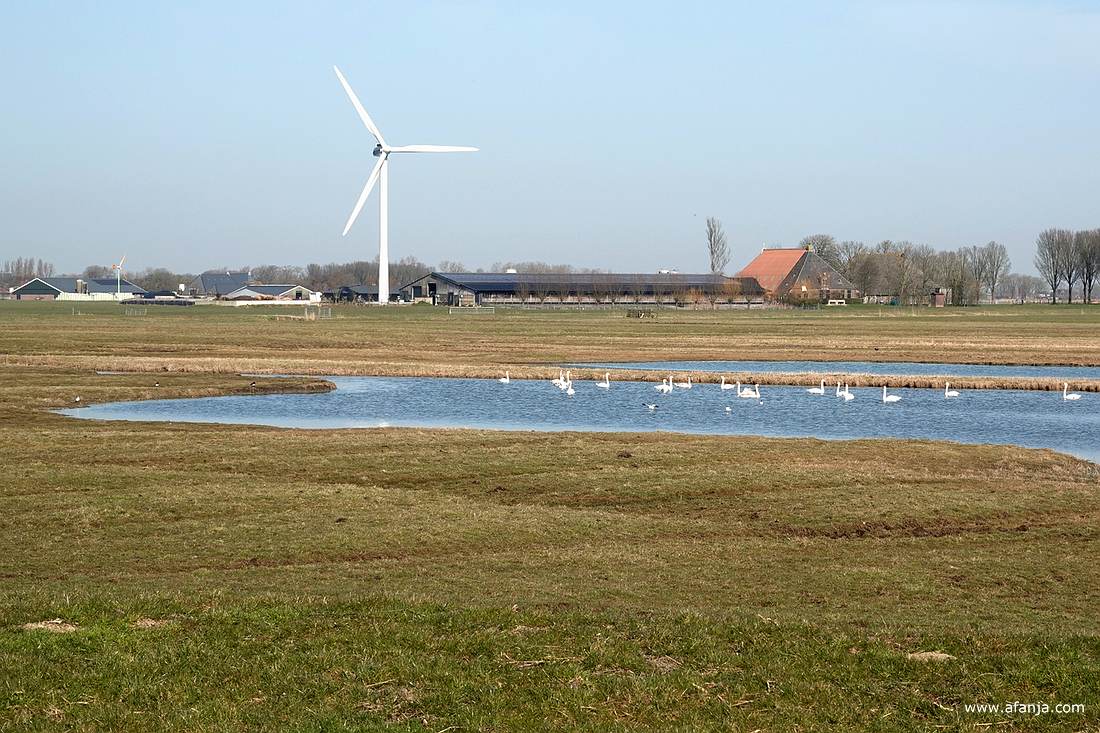 zwanen en enkele kluten in het noordelijke deel van de plas
