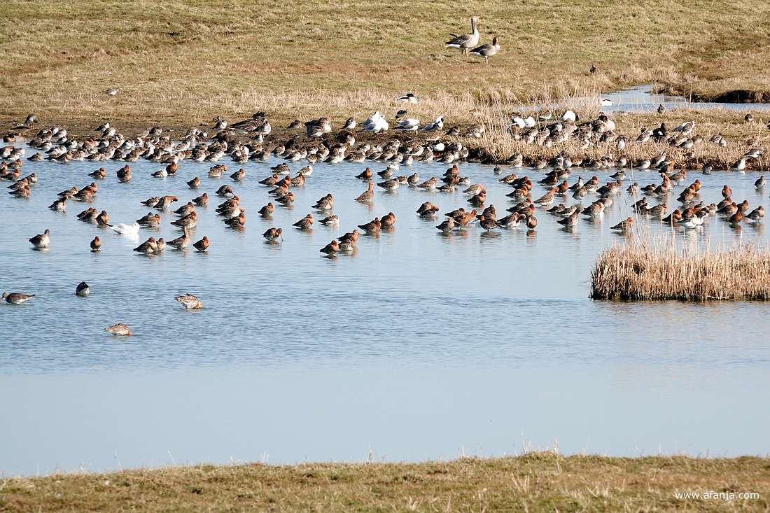 grutto's, kemphanen en enkele grauwe ganzen